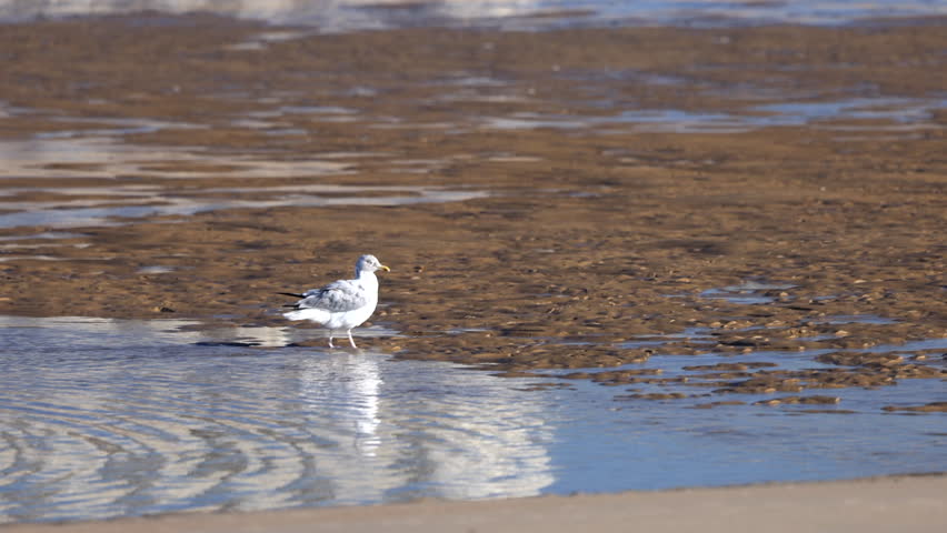 Graceful Gull (Larus) on Tidal Flats: A Serene Coastal Scene with Bird Flapping Wings and Relaxing in Nature. Ostend, a coastal city in Belgium, Europe.