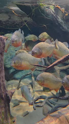 ​Shoal of Red-Bellied Piranhas Swimming Underwater Surrounded by Tree Roots.