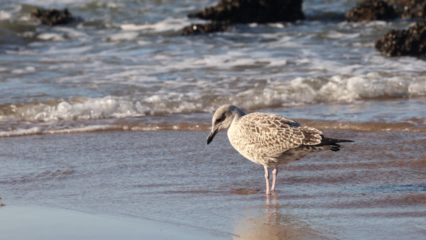 A young European Herring Gull (Larus argentatus) stands on the wet sand at the beach, with gentle waves in the background. Ostend, a coastal city in Belgium, Europe.