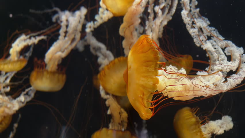 Discover the mesmerizing jellyfish at Sentosa, Singapore. Watch these graceful sea creatures drift through illuminated tanks and experience one of the island