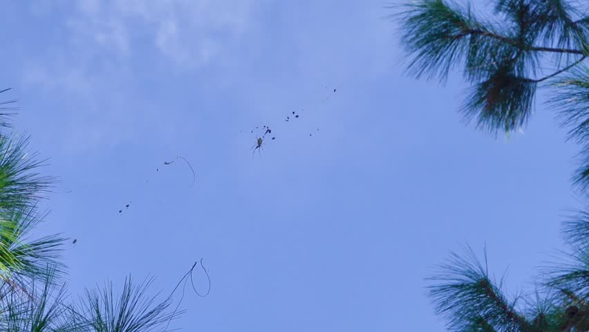 Golden Orb Weaver Spider with many trapped flies. Its like Nephilengys cruentata in China. Xining