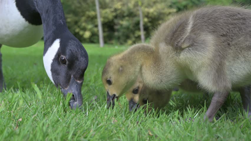 Canada Goose (Branta canadensis) young goslings with an adult eating grass on a lawn. June, Kent, UK [Slow motion x4]