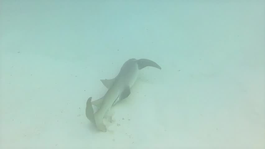 A serene underwater scene captures the elegant movement of nurse sharks as they glide effortlessly above a light-colored sandy ocean floor