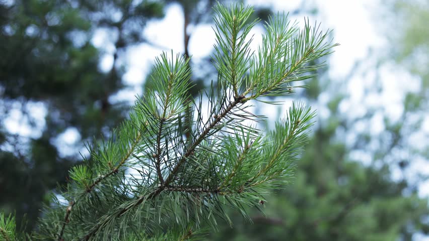 Detailed view of evergreen pine needles and branches against a blurred backdrop of a forest canopy and sky
