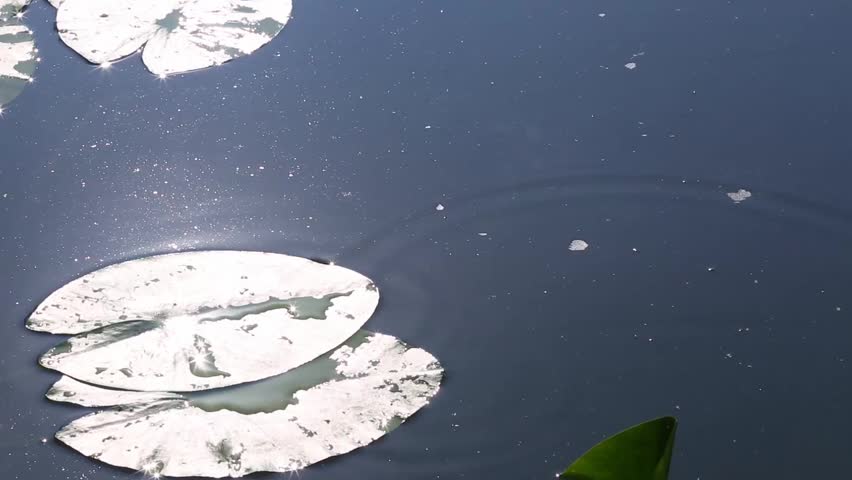 A red and black fishing float floats in the calm water of a lake near water lilies in the sunshine, when the float stops motionless in the sunlight.