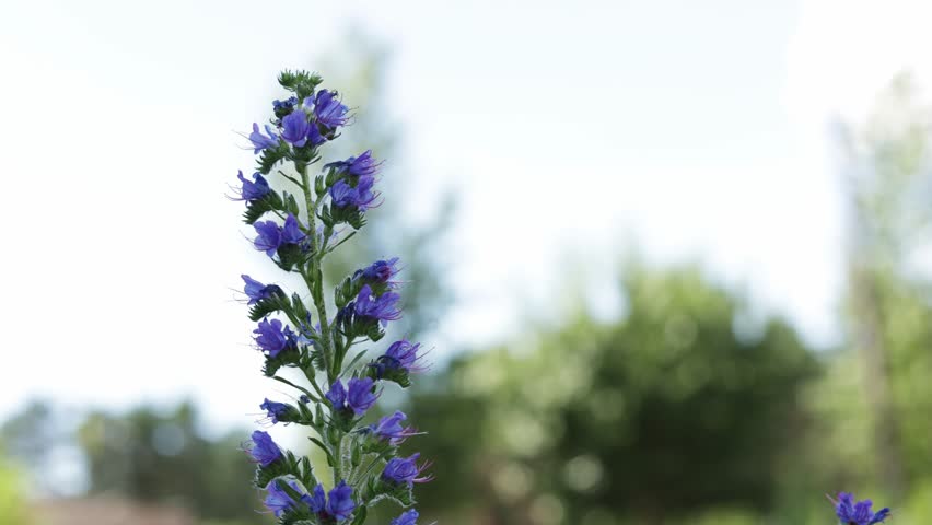 A detailed view of a tall stalk of purple-blue flowers with fuzzy stems, set against a soft, blurred background of green foliage and bright sky