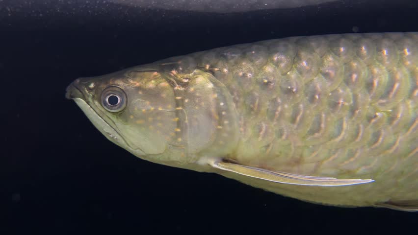 Asian arowana Scleropages formosus close up swimming in freshwater aquarium