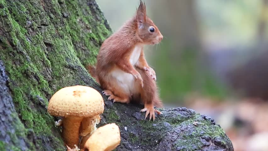 A red squirrel (Sciurus vulgaris) forages beside mushrooms at the mossy base of a tree in autumn forest.