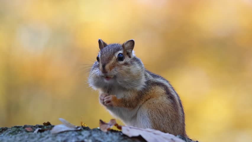 A closeup of chipmunk (Tamias striatus) perched on a log, nibbling food amid warm autumn colors and fallen leaves.