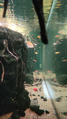 Colorful tropical fish swimming in a freshwater aquarium with rocks and driftwood roots.