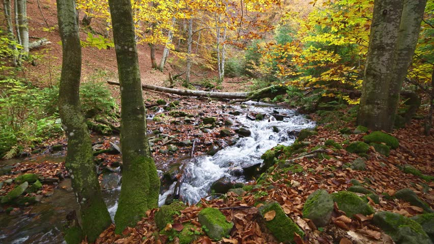 Mountain river with autumn logs and leaves
