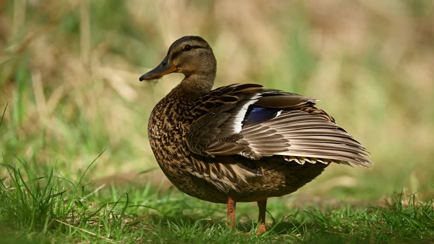 Female Mallard Walking On A Path In The Forest