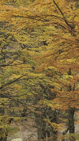 Close-up view of vibrant autumn foliage with orange and yellow leaves on tree branches, showcasing the colors of the season in a dense temperate forest.