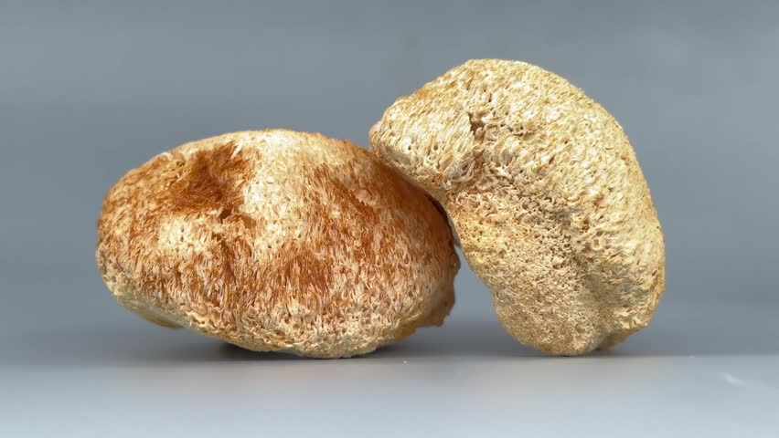 Closeup of dried lion