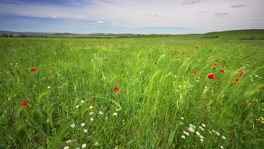 Beautiful scenic view of blooming spring wildflower meadow swaying in the wind under a blue sky. Cinematic daytime agriculture landscape footage with red poppies for eco travel and wellness video concept.