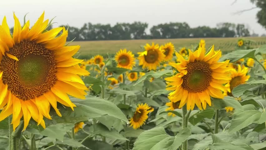 Close up shot of a sunflower head in bloom on an agricultural field in rural Ukraine