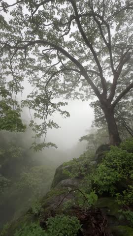 Foggy weather in Bhimashankar Wildlife Sanctuary during the monsoon.