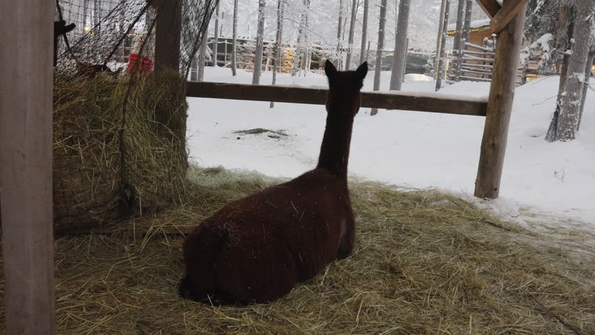 A dark brown alpaca sits on hay inside a shelter, looking out at a snowy forest in winter