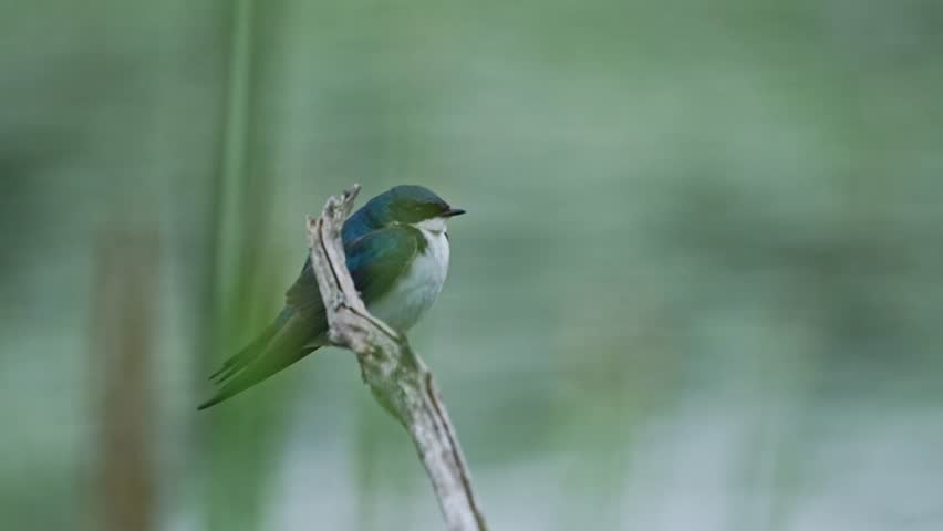 Close-up footage of a Tree Swallow (Tachycineta bicolor) perched on a bare tree branch in a natural setting. The bird slowly tilts its head upward while remaining alert, showcasing its iridescent plumage and natural behavior. Ideal for wildlife, birdwatching, nature, and conservation projects.