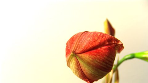 Video clip of red / pink amaryllis flower opening - timelapse ( Amaryllis belladonna )