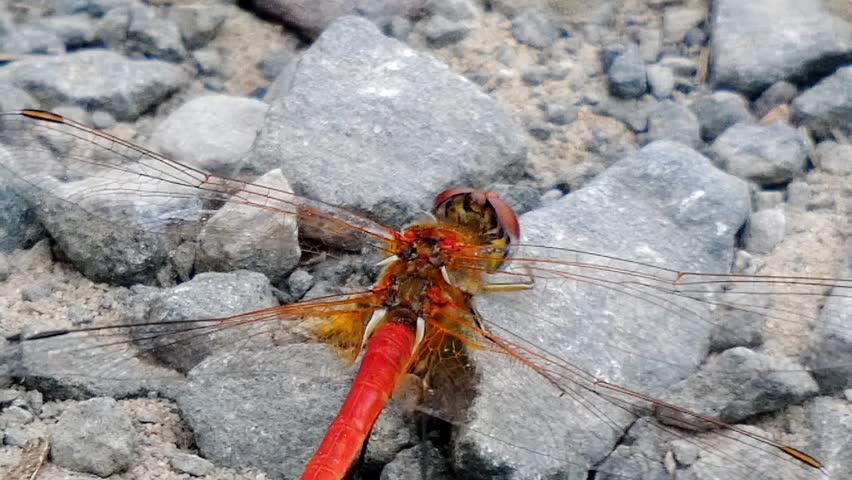 A red-veined darter dragonfly rests on gravelly ground. The insect is brightly coloured, contrasting with the grey and white tones of the gravel.