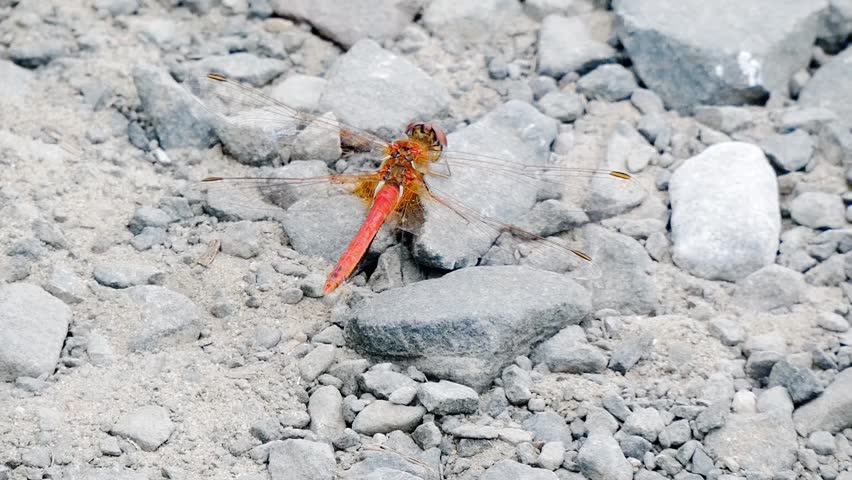 A red-veined darter dragonfly rests on gravelly ground. The insect is brightly coloured, contrasting with the grey and white tones of the gravel.