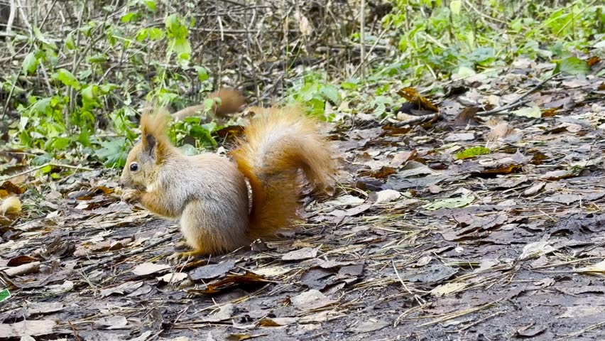 Cute brown rodent eating found walnuts at summer park. Wild fluffy squirrel gnawing nuts at sunny forest. Pretty small sciurus chewing food outdoor. Concept of wildlife