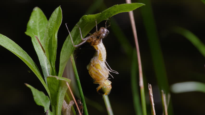 Time-Lapse of Dragonfly (Sympetrum infuscatum) Emerging from Exuvia at Night