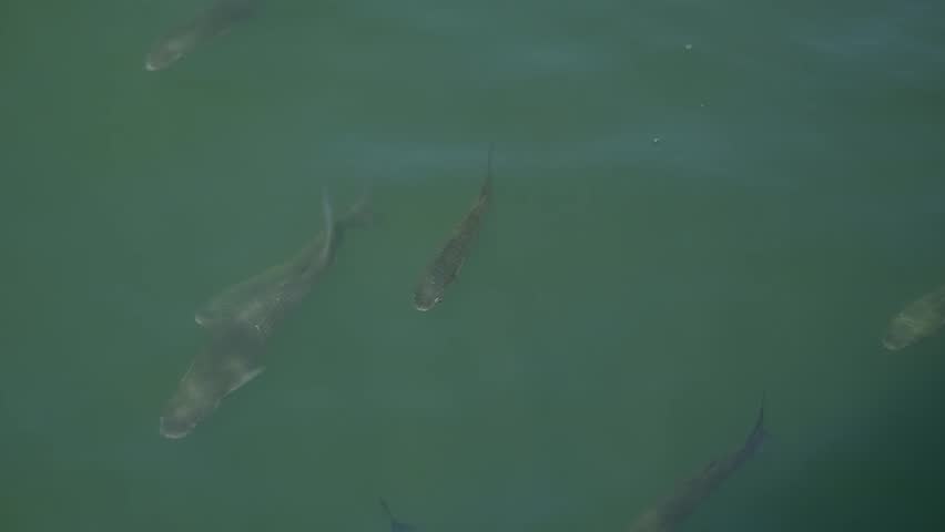 A large school of fish gathering and feeding near the water surface in clear green seawater. Natural marine life behavior captured in daylight with gentle water movement. Ideal for themes related to wildlife, ocean ecosystem, nature, aquatic animals, tourism, and environmental conservation.