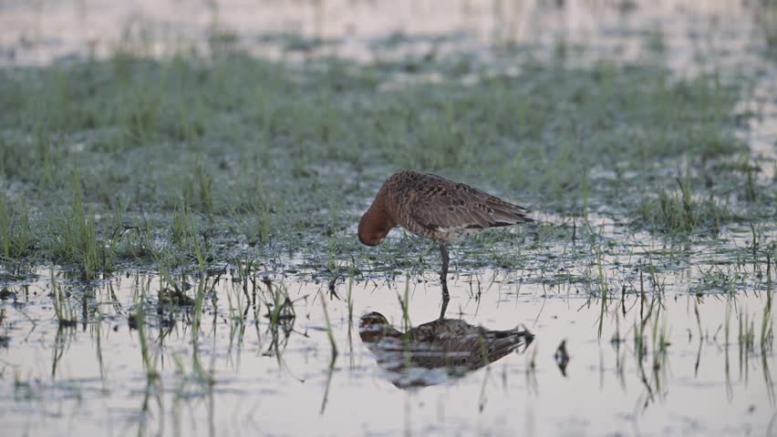 Black tailed godwit male standing in wet meadow cleaning his plumage, oxbog, lower saxony, spring,   (limosa limosa), germany,