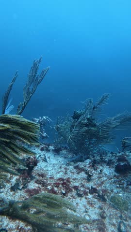 Scrawled filefish, aluterus scriptus, swimming over a coral reef in the caribbean sea