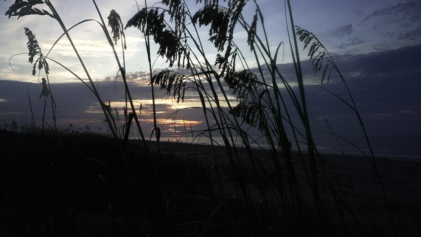 Silhouetted sea oats swaying in a gentle breeze on a sandy dune. An atmospheric sunset over the ocean provides a beautiful backdrop