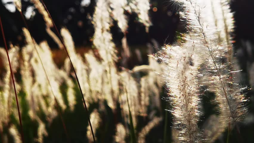 Cogon grass set against the backdrop of late afternoon sunlight.