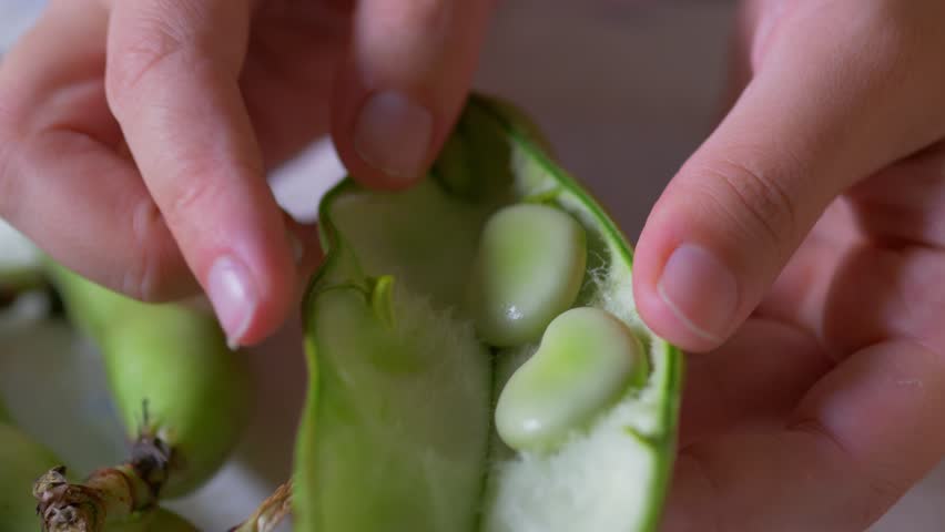Removing a Single Fresh Fava Bean: Close-Up of Hands Shelling a Green Pod