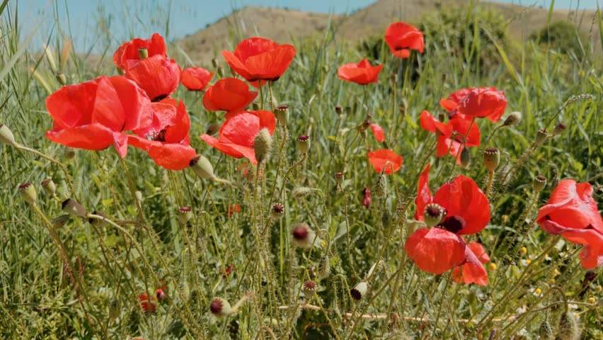 vibrant red poppy flowers blooming in a lush green meadow filled with tall grass and wild stems. Several unopened buds and seed pods stand among the open blossoms, illuminated by bright daylight. The composition focuses sharply on the rich red petals and delicate textures of the flowers in the foreground, while the background gently blurs. This image documents a scenic spring or early summer landscape, highlighting natural wildflower growth and botanical beauty for environmental, seasonal, or rural creative