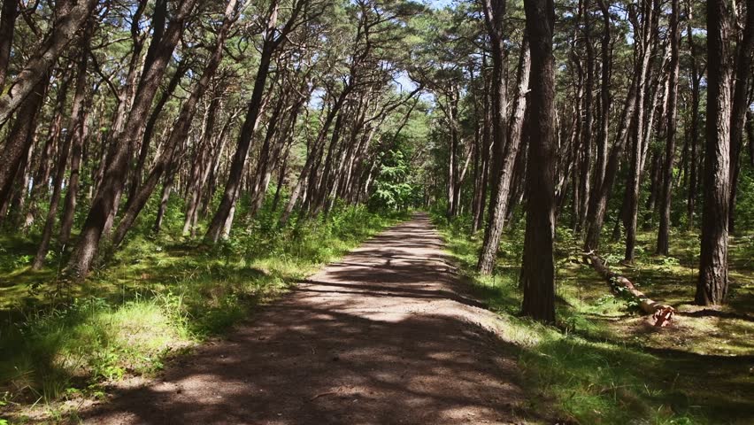 Peaceful forest pathway stretches through dense pine trees under clear bright daylight, lush green foliage along sides, shadows creating patterned ground texture, inviting nature walk