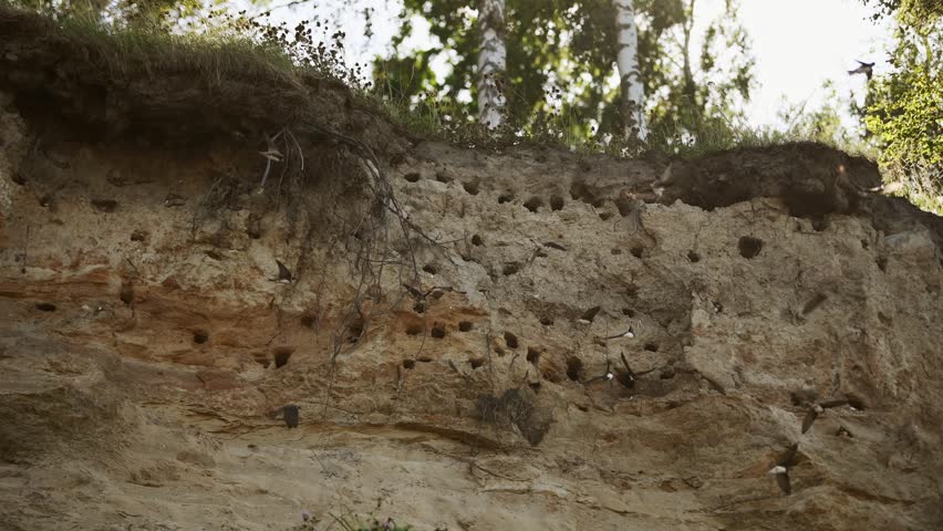 Sand martin birds actively nest in multiple small holes carved into sandy cliff wall surrounded by trees under natural light, displaying natural burrowing behavior and habitat interaction