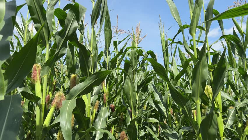 Corn field and blue sky.