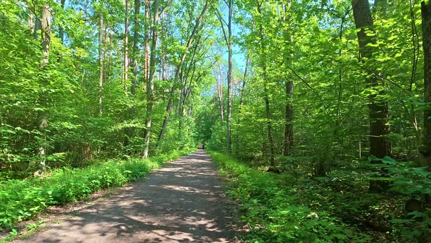 Forest path stretching through dense green woodland trail in summer.