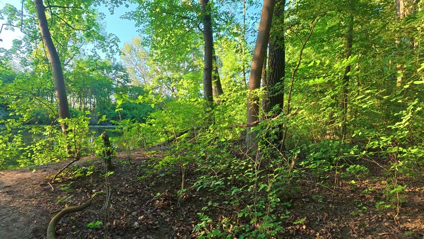 Young trees swaying along shaded woodland path by riverbank.