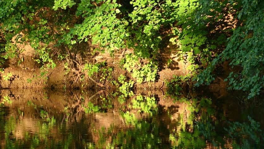 Green riverbank foliage reflecting on calm creek water at golden hour.