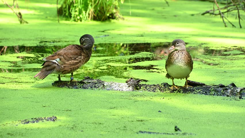 Two mandarin ducks preening on algae covered pond log in daylight.