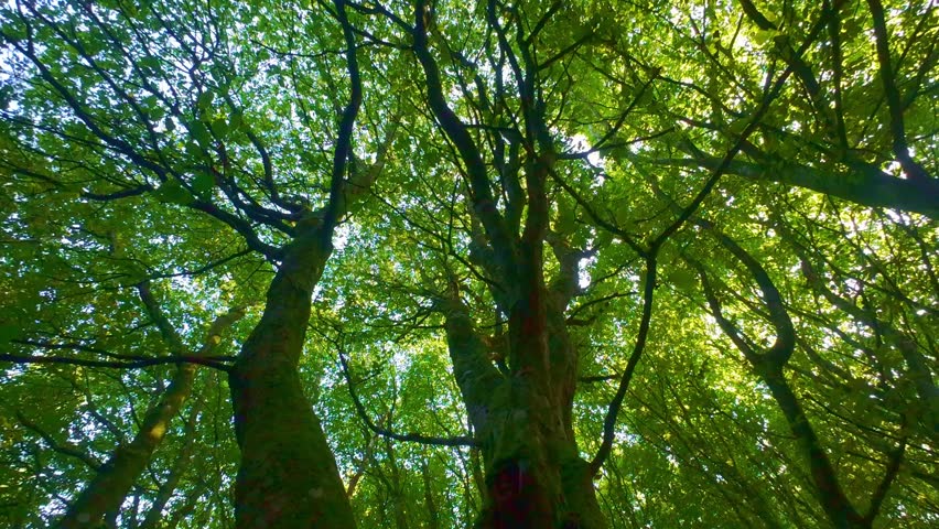 Old tree with moss covered branches in green woods