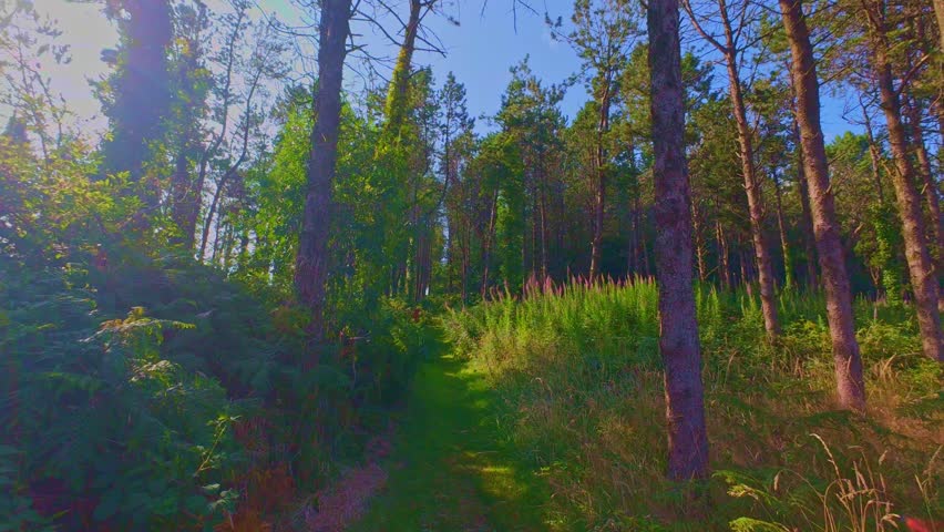 Hillside pine trees under bright clear blue sky