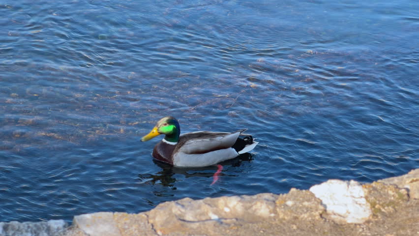 A male mallard duck with a green head and yellow bill floats calmly on rippling blue water beside a rocky shoreline.