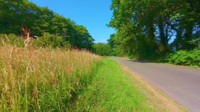 Slow motion wild tall grass field next to rural forest path
