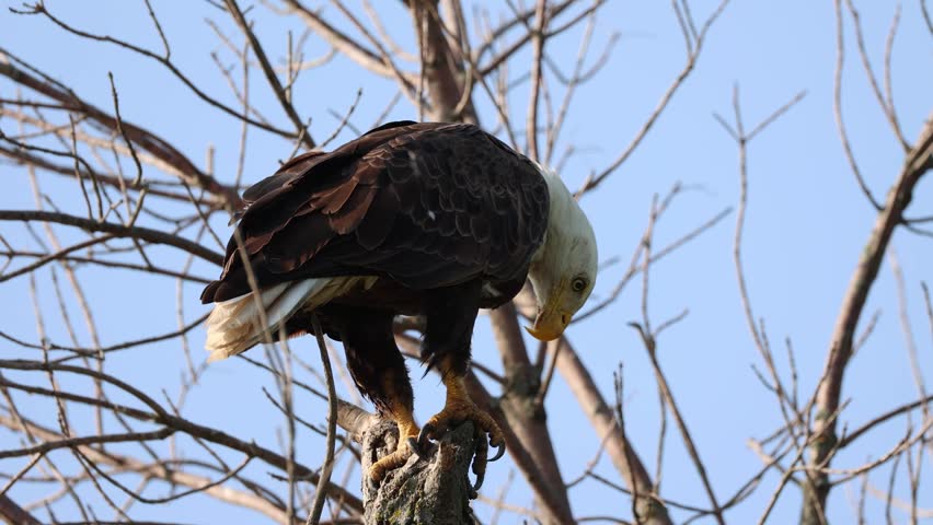 A bald eagle rests on a tree branch at Loess Bluffs National Wildlife Refuge in Forest City, Missouri, in July 2026. 
