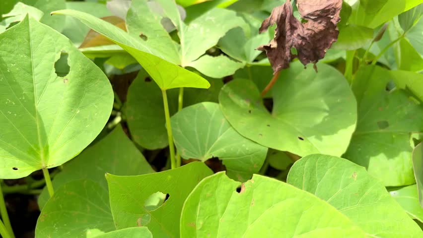 Lush Sweet Potato Vine Foliage in Outdoor Garden
