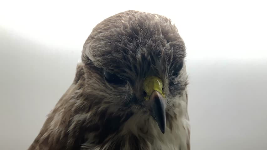 Cinematic close up video footage featuring detailed portrait of wild kestrel falcon bird. High resolution focus on sharp feathers brown plumage and yellow talons against white studio background.