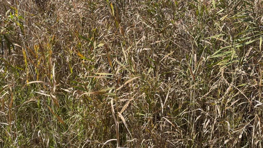 Static medium shot of dry brown reeds and marsh grass swaying in Dubbo, Australia.